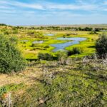 Reserva Natural Dehesa de Abajo. Mejora ambiental de Doñana