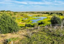 Reserva Natural Dehesa de Abajo. Mejora ambiental de Doñana