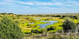 Reserva Natural Dehesa de Abajo. Mejora ambiental de Doñana