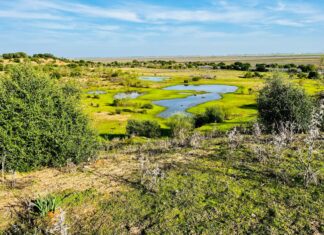 Reserva Natural Dehesa de Abajo. Mejora ambiental de Doñana