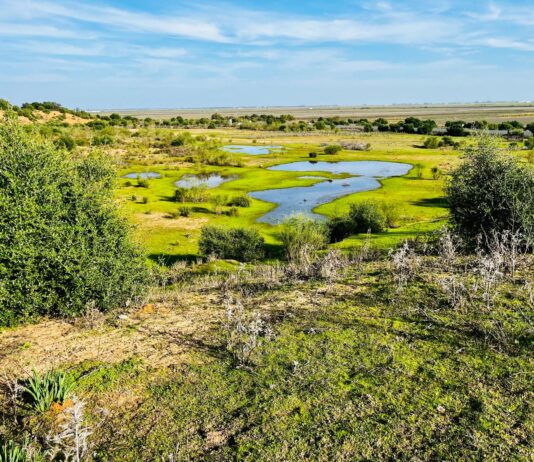 Reserva Natural Dehesa de Abajo. Mejora ambiental de Doñana