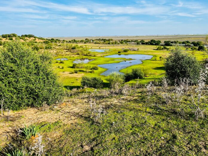 Reserva Natural Dehesa de Abajo. Mejora ambiental de Doñana