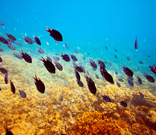 Indicadores para evaluar la sensibilidad de las comunidades marinas al cambio climático y la pesca