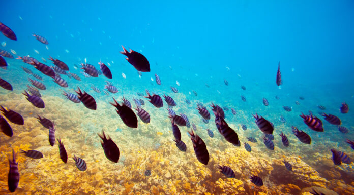 Indicadores para evaluar la sensibilidad de las comunidades marinas al cambio climático y la pesca