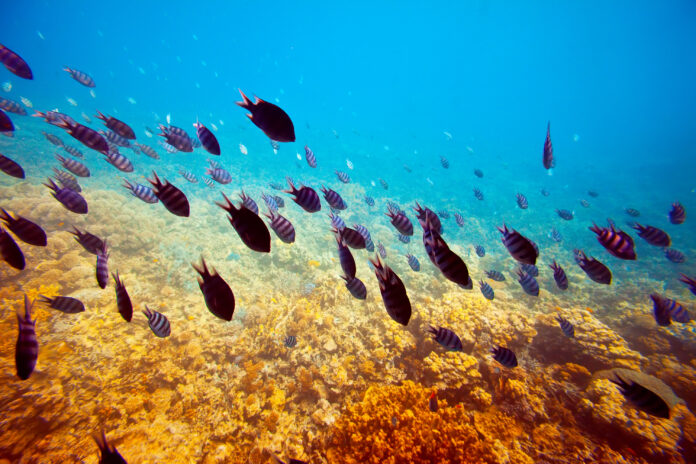 Indicadores para evaluar la sensibilidad de las comunidades marinas al cambio climático y la pesca