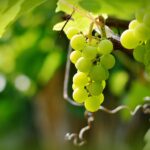 Sarmientos transformados en cartón en Ribera del Duero. Uvas