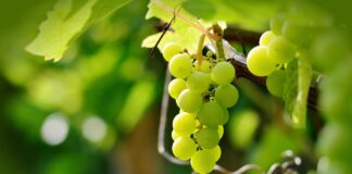 Sarmientos transformados en cartón en Ribera del Duero. Uvas