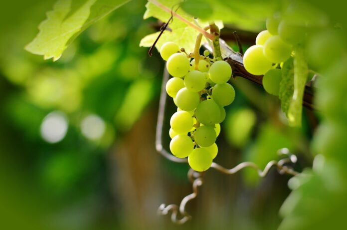 Sarmientos transformados en cartón en Ribera del Duero. Uvas